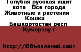 Голубая русская ищит кота - Все города Животные и растения » Кошки   . Башкортостан респ.,Кумертау г.